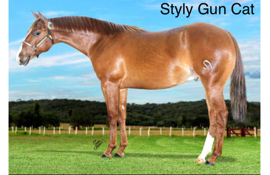 STYLY GUN CAT